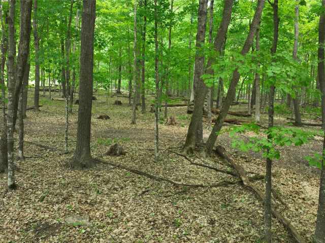 Downing Land Real Estate