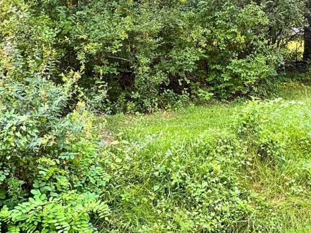 Boyceville Land Real Estate