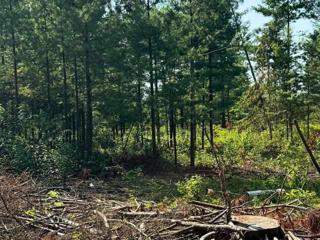 Boyceville Land Real Estate