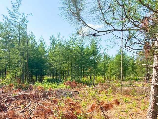 Boyceville Land Real Estate