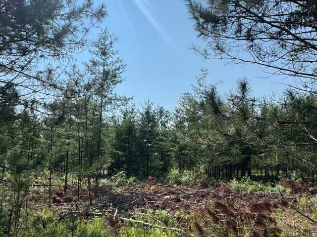 Boyceville Land Real Estate
