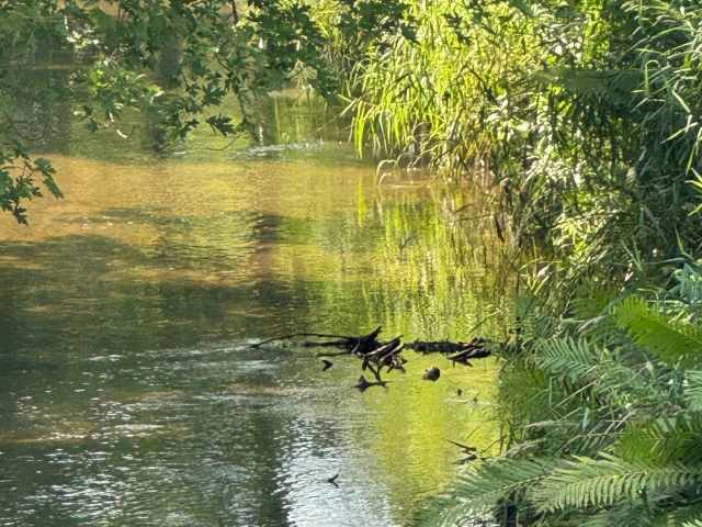 Boyceville Land Real Estate