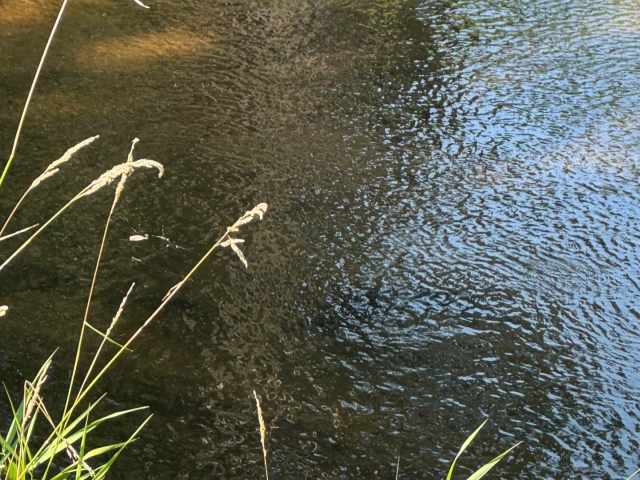 Boyceville Land Real Estate