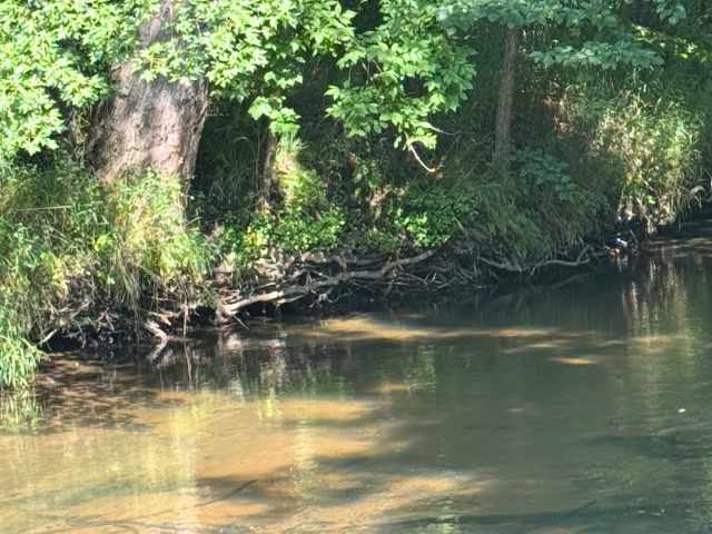 Boyceville Land Real Estate