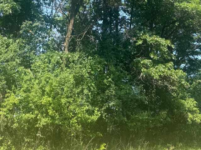 Boyceville Land Real Estate