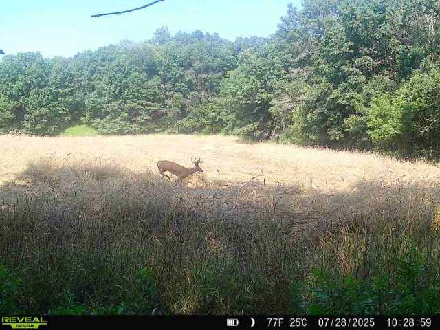 Wheeler Land Real Estate