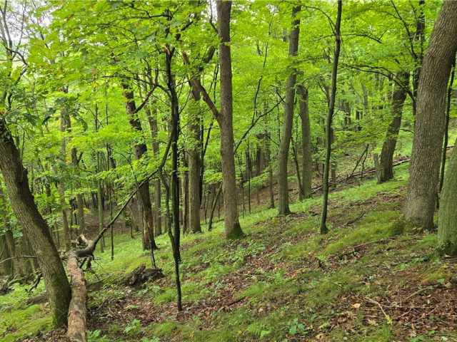 Ridgeland Land Real Estate