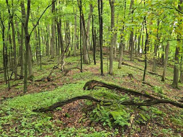Ridgeland Land Real Estate