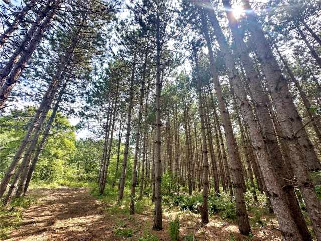 Colfax Land Real Estate