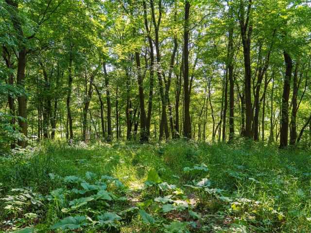 Colfax Land Real Estate