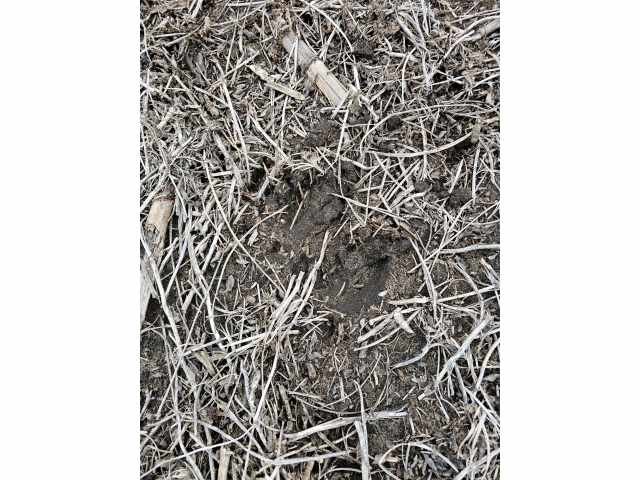 Boyceville Land Real Estate