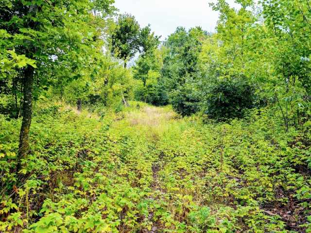 Ridgeland Land Real Estate