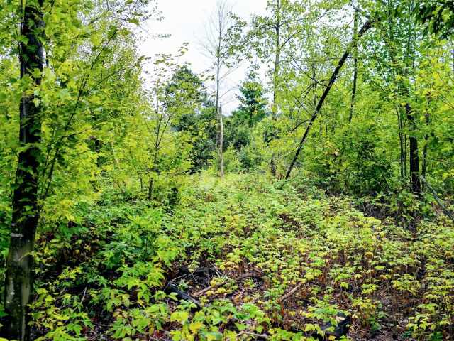 Ridgeland Land Real Estate