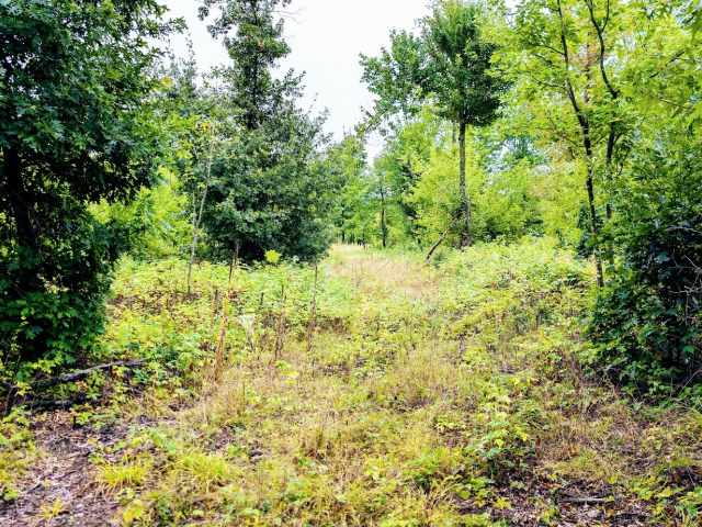 Ridgeland Land Real Estate