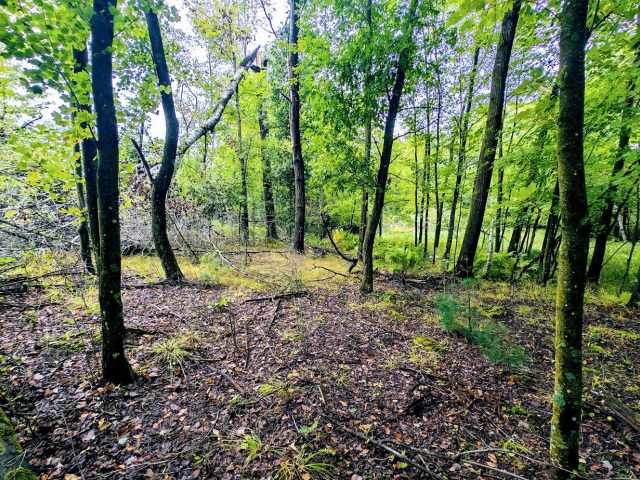 Ridgeland Land Real Estate