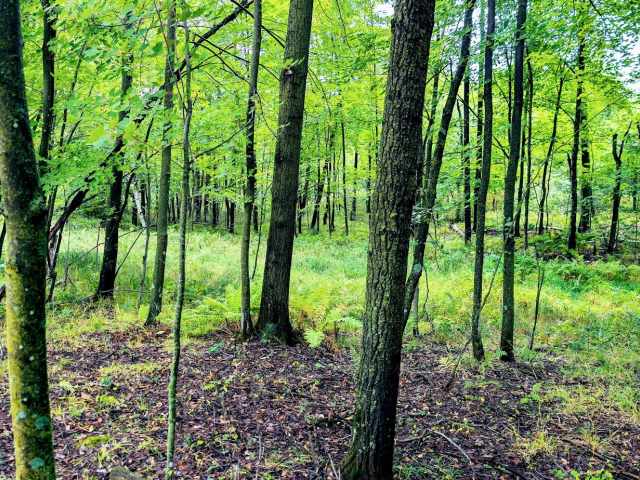 Ridgeland Land Real Estate