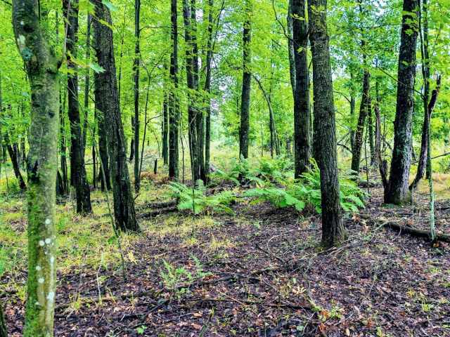 Ridgeland Land Real Estate