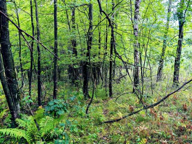 Ridgeland Land Real Estate