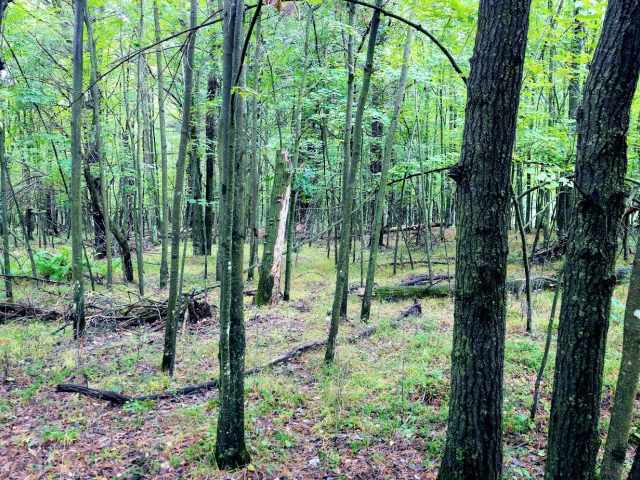 Ridgeland Land Real Estate