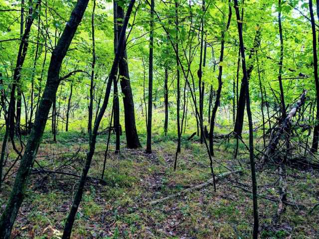 Ridgeland Land Real Estate