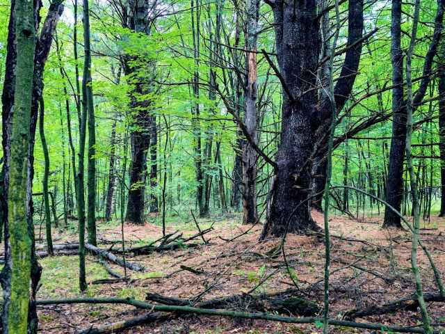 Ridgeland Land Real Estate