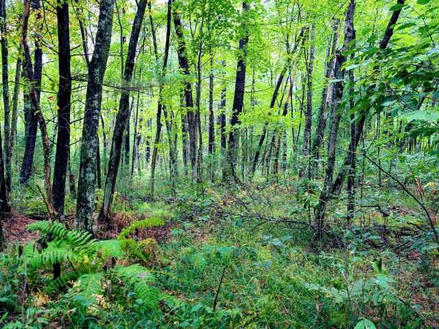 Ridgeland Land Real Estate