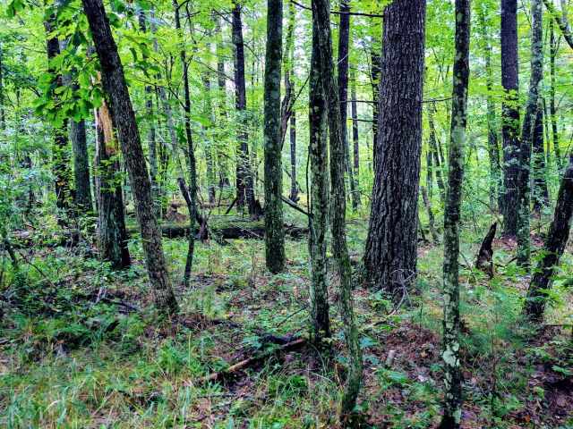 Ridgeland Land Real Estate