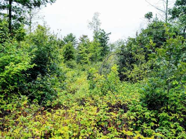 Ridgeland Land Real Estate
