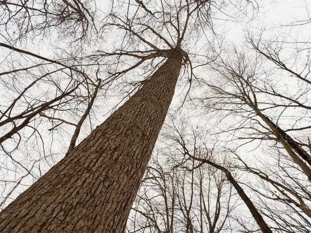 Wheeler Residential Real Estate