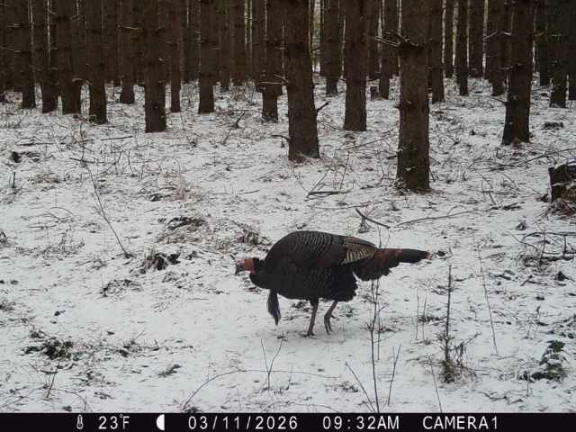 Colfax Land Real Estate