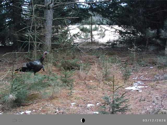 Colfax Land Real Estate