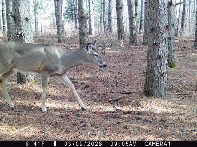 Colfax Land Real Estate