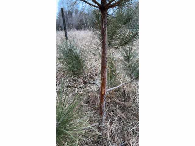 Colfax Land Real Estate