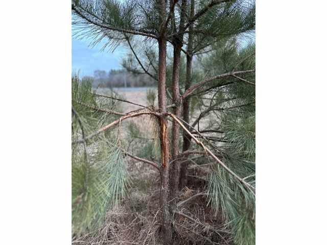 Colfax Land Real Estate