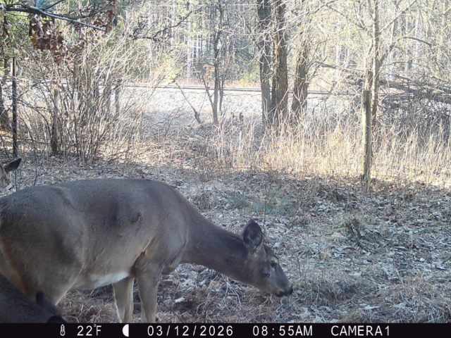 Colfax Land Real Estate