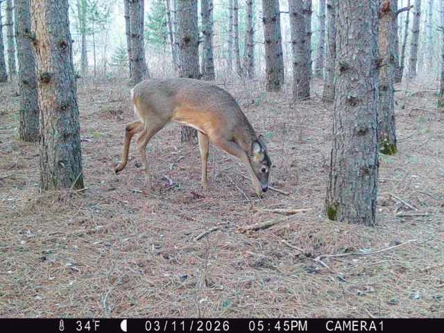 Colfax Land Real Estate