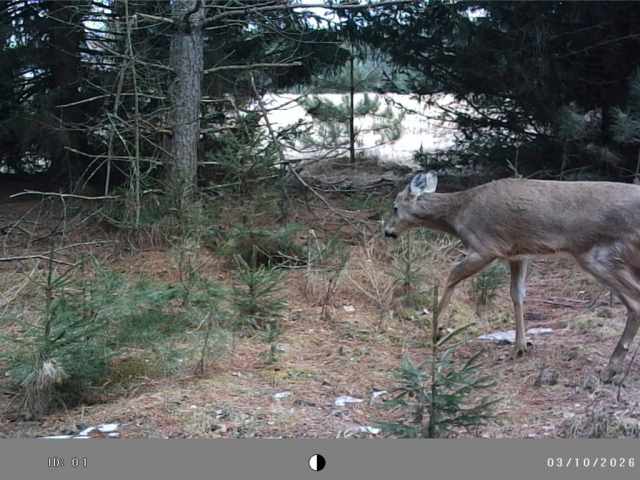 Colfax Land Real Estate