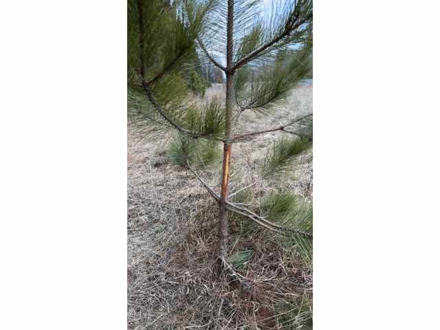 Colfax Land Real Estate