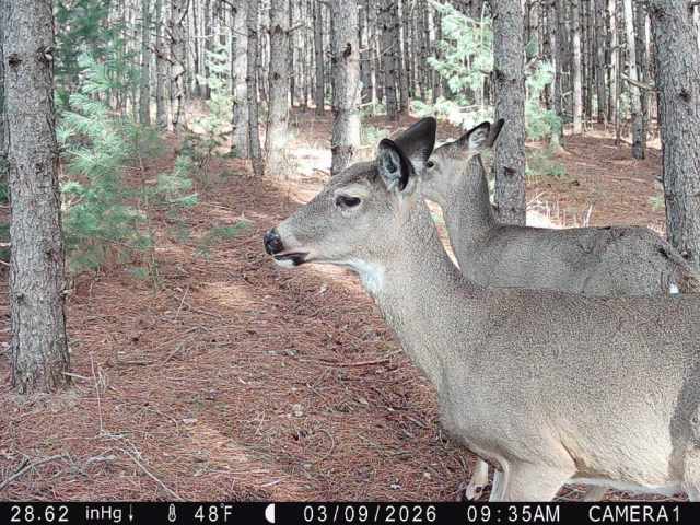 Colfax Land Real Estate