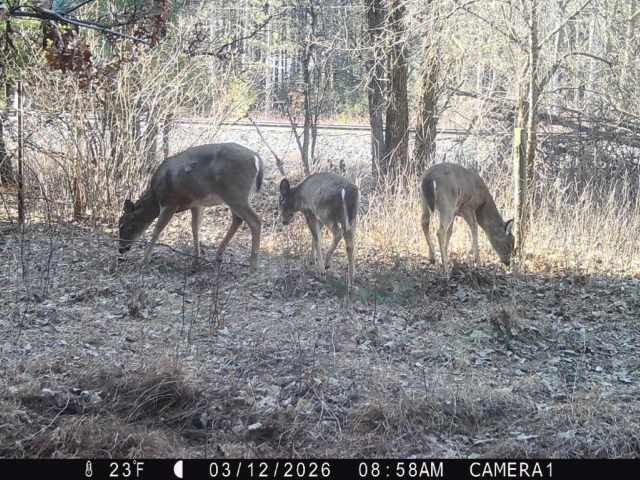 Colfax Land Real Estate