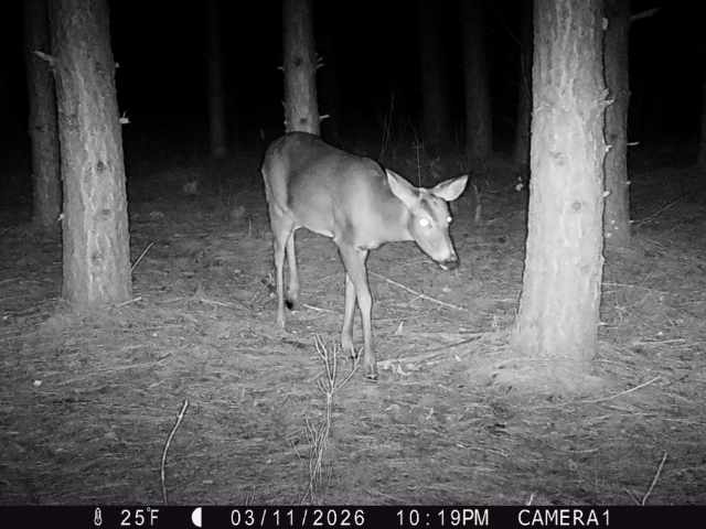 Colfax Land Real Estate