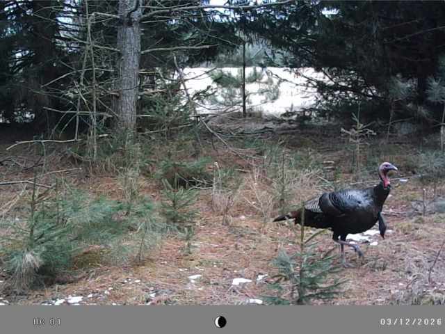 Colfax Land Real Estate