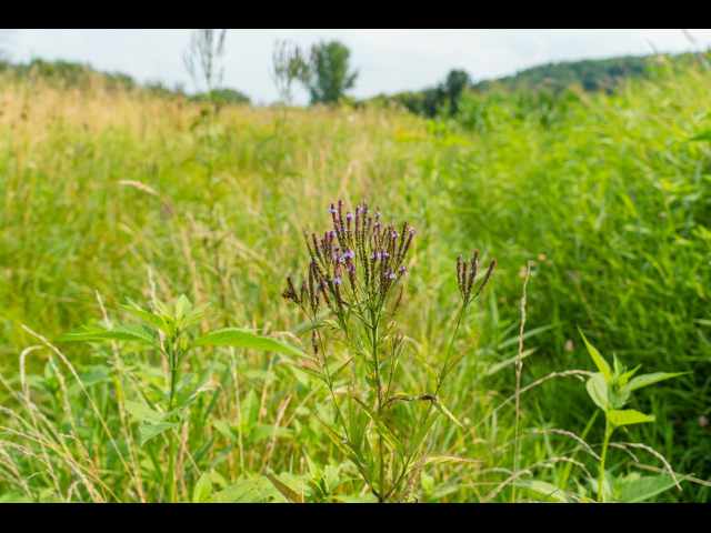 Boyceville Land Real Estate