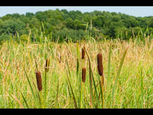 Boyceville Land Real Estate